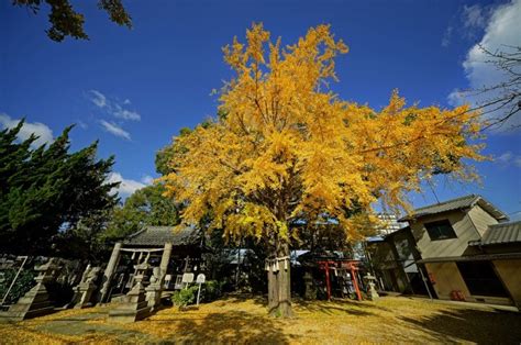 加古川 デート